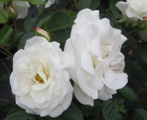 Hochstammrose Baby Schneewittchen